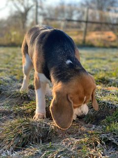 Mascotte des molieres d'amont