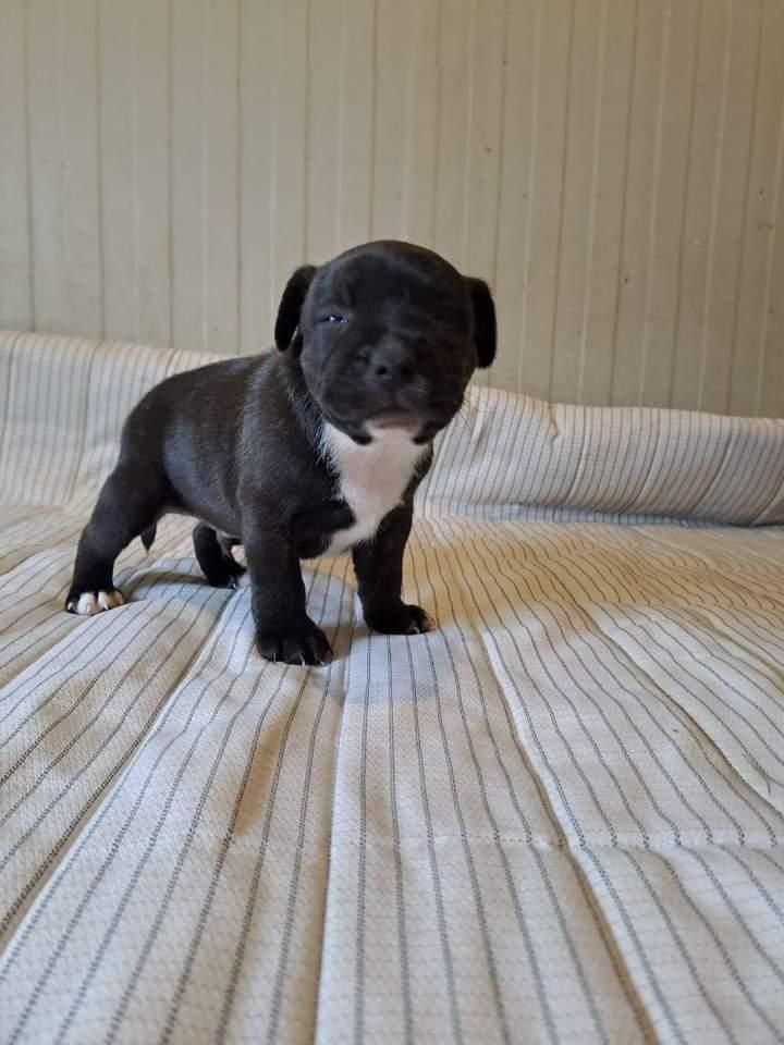 du royaume de nati - Chiot disponible  - Staffordshire Bull Terrier