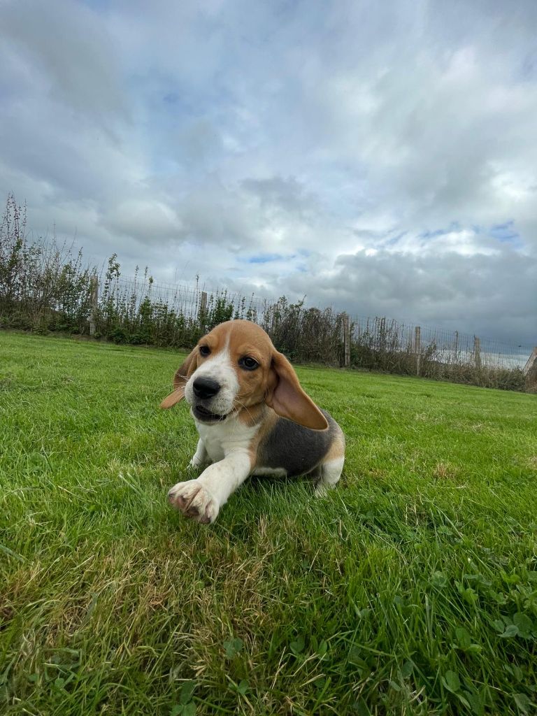 du royaume de nati - Chiot disponible  - Beagle