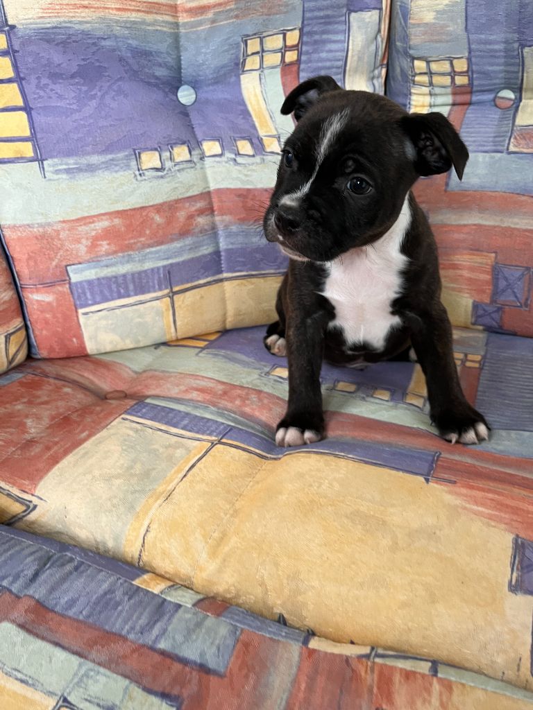 du royaume de nati - Chiot disponible  - Staffordshire Bull Terrier