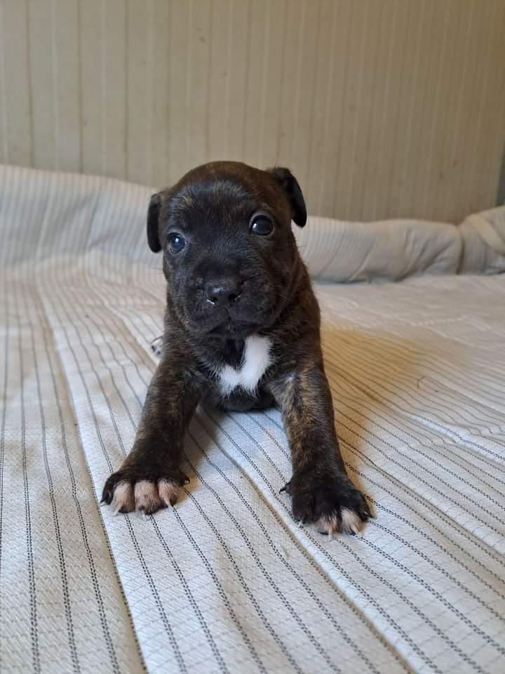 du royaume de nati - Chiot disponible  - Staffordshire Bull Terrier