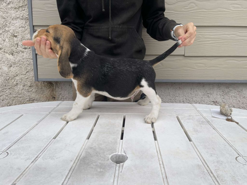 du royaume de nati - Chiot disponible  - Beagle