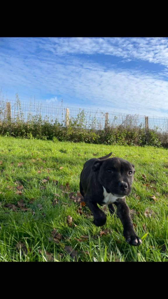 du royaume de nati - Chiot disponible  - Staffordshire Bull Terrier