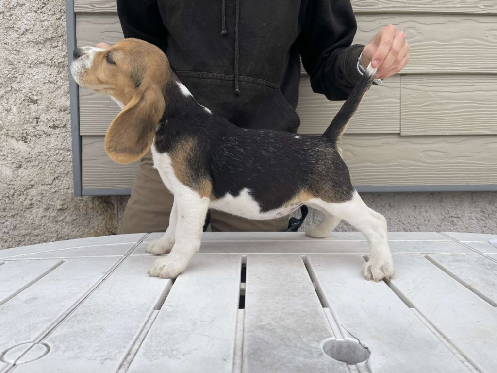 du royaume de nati - Chiot disponible  - Beagle