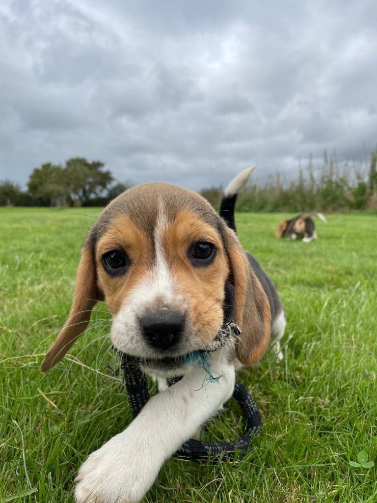 du royaume de nati - Chiot disponible  - Beagle