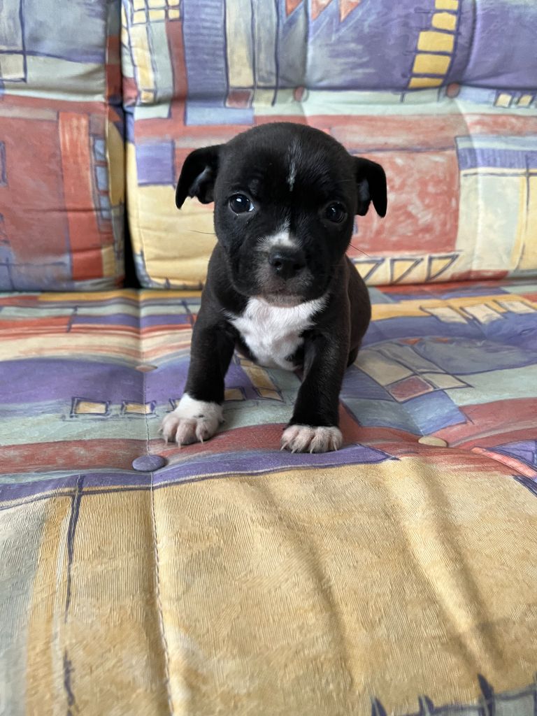 du royaume de nati - Chiot disponible  - Staffordshire Bull Terrier