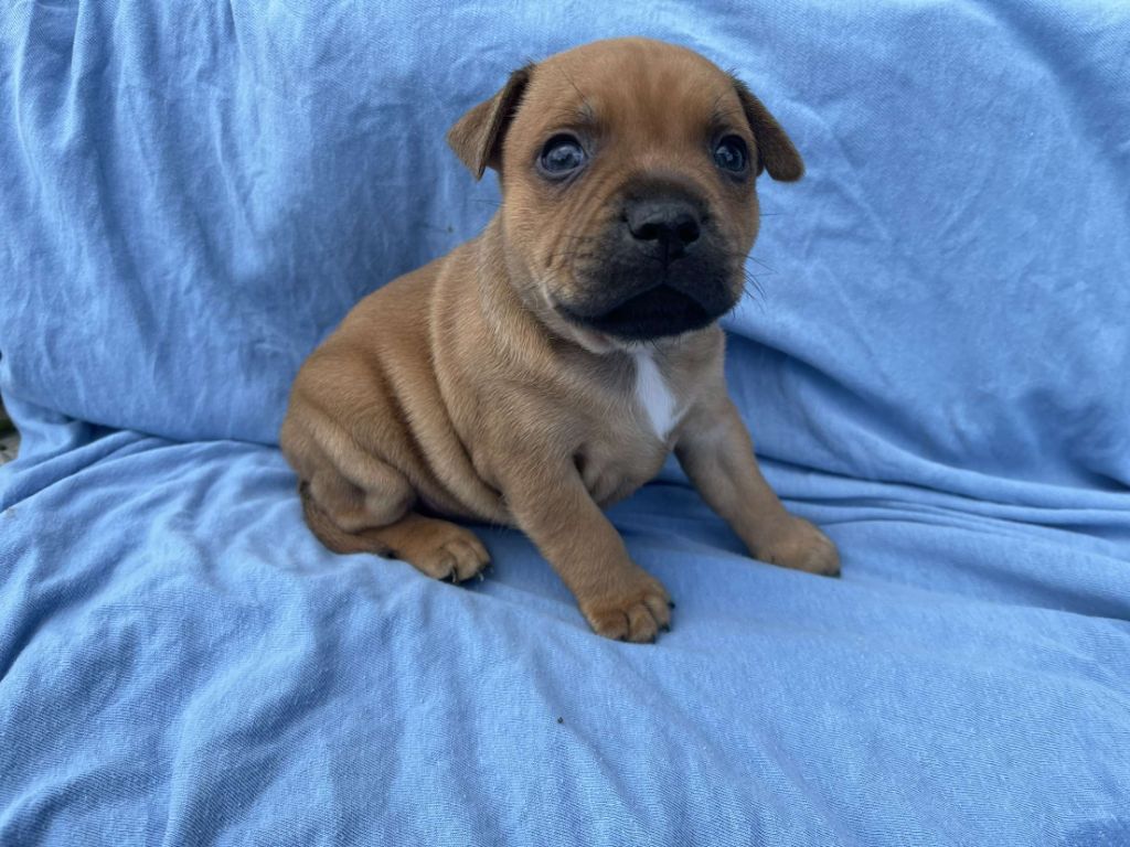 du royaume de nati - Chiot disponible  - Staffordshire Bull Terrier