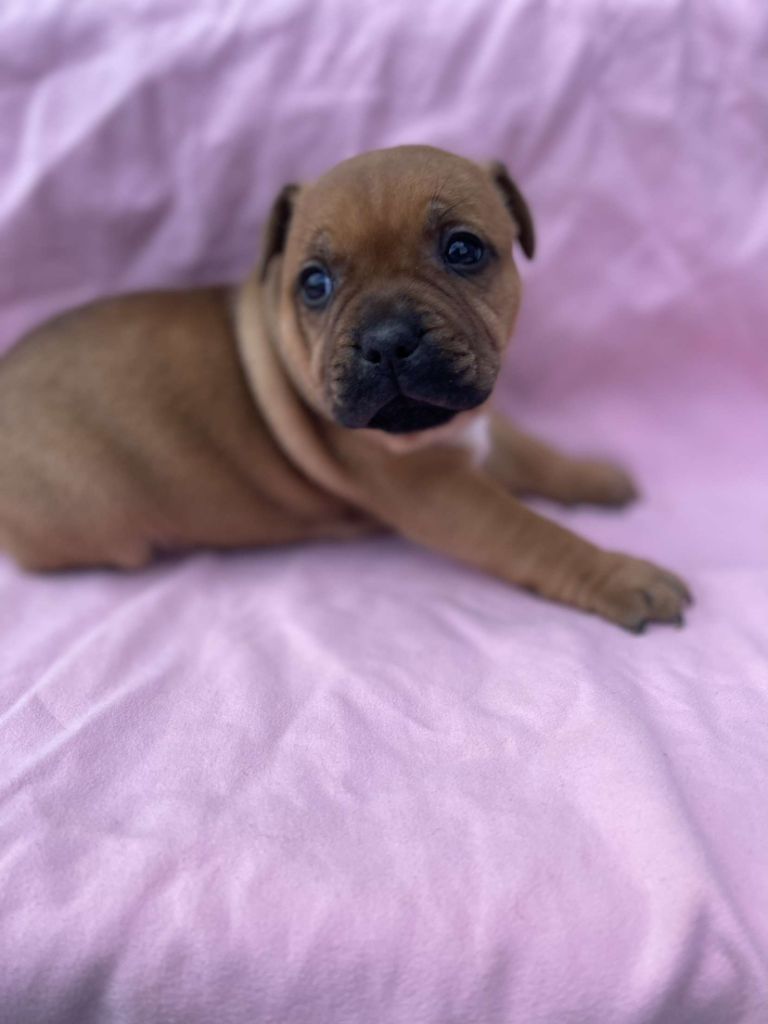 du royaume de nati - Chiot disponible  - Staffordshire Bull Terrier