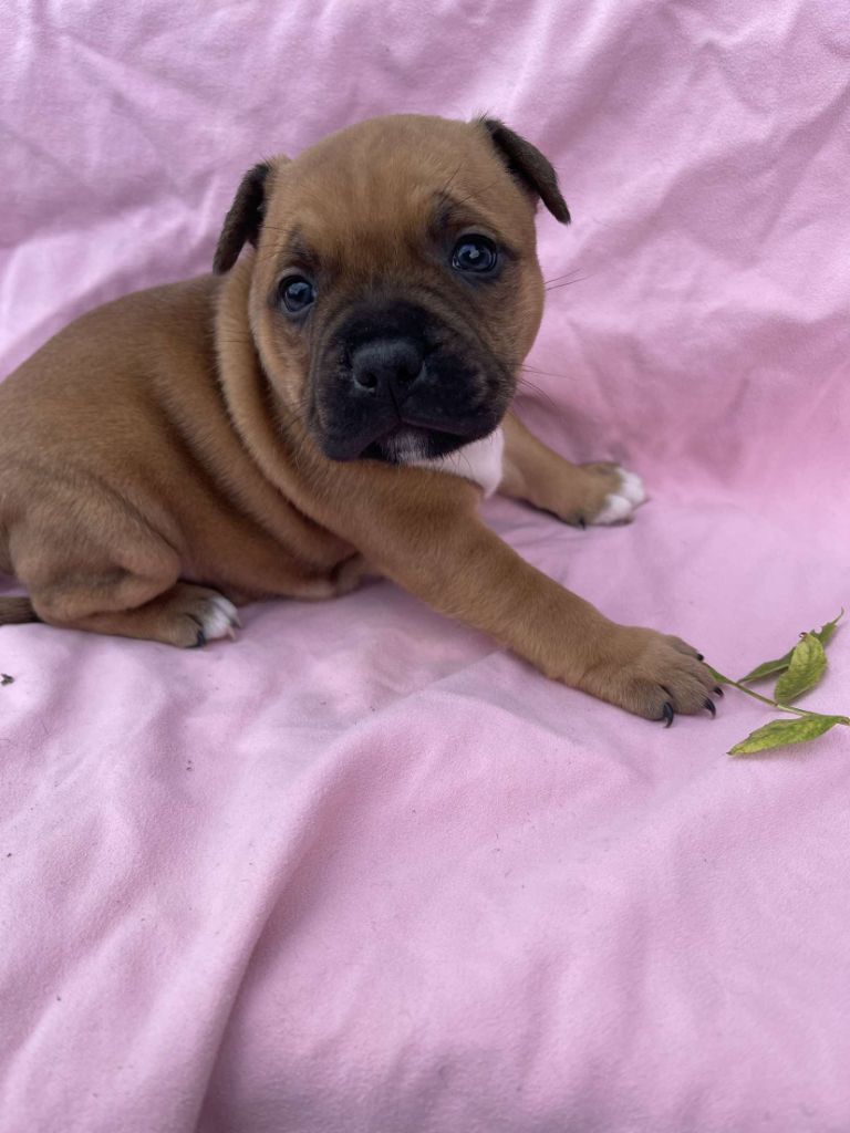 du royaume de nati - Chiot disponible  - Staffordshire Bull Terrier