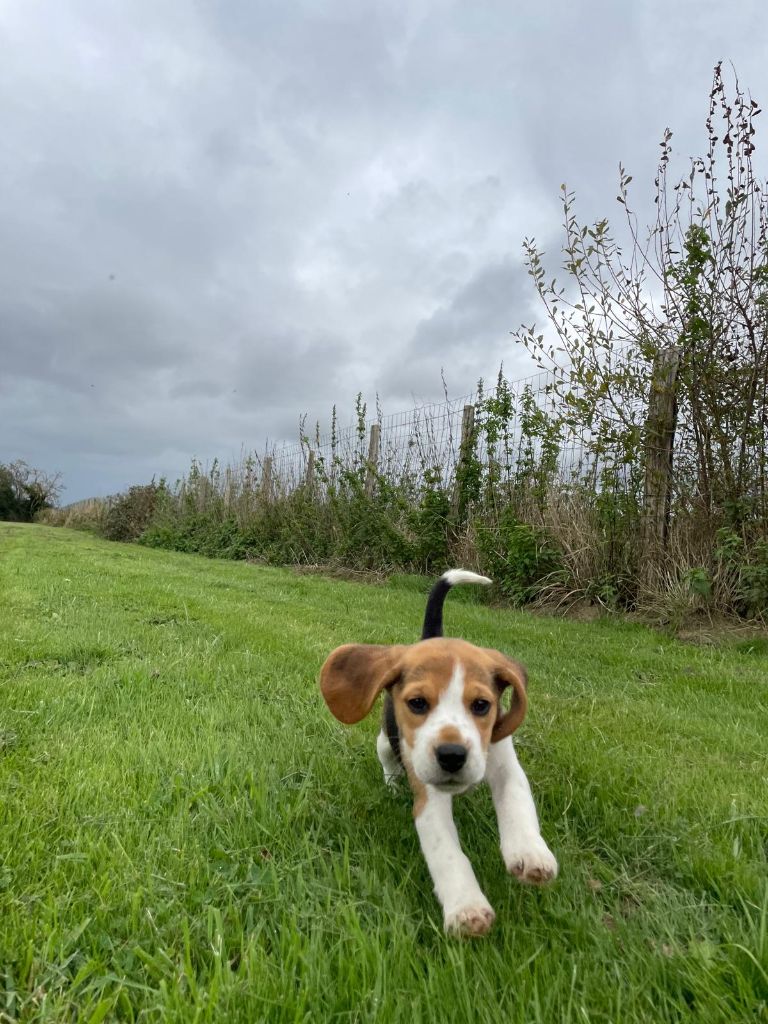 du royaume de nati - Chiot disponible  - Beagle