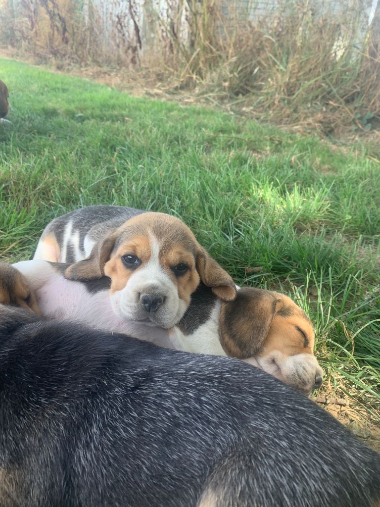 chiot Beagle du royaume de nati