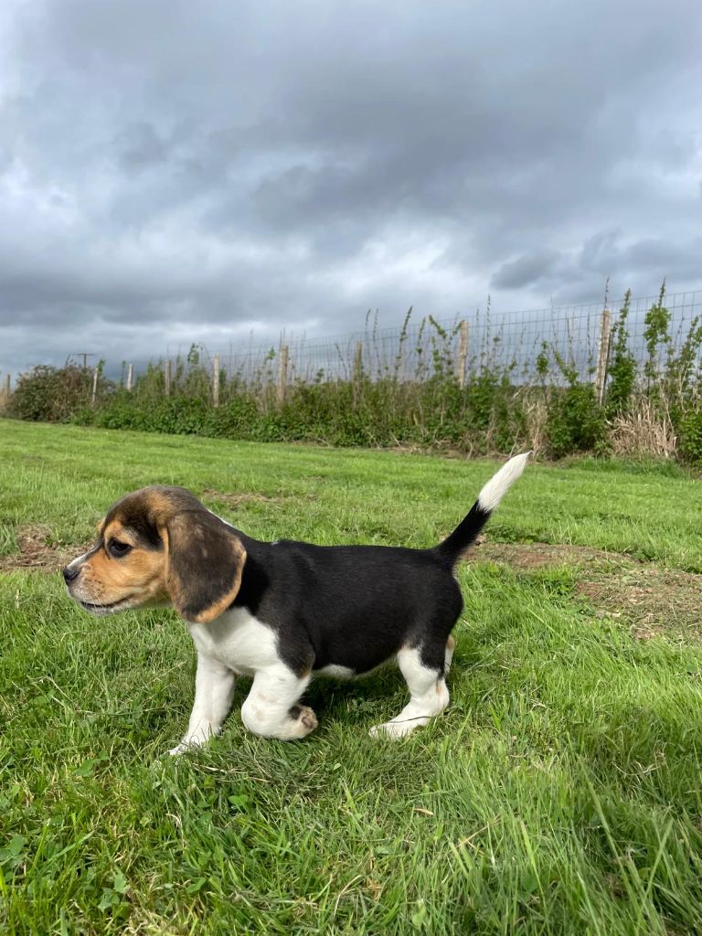 du royaume de nati - Chiot disponible  - Beagle