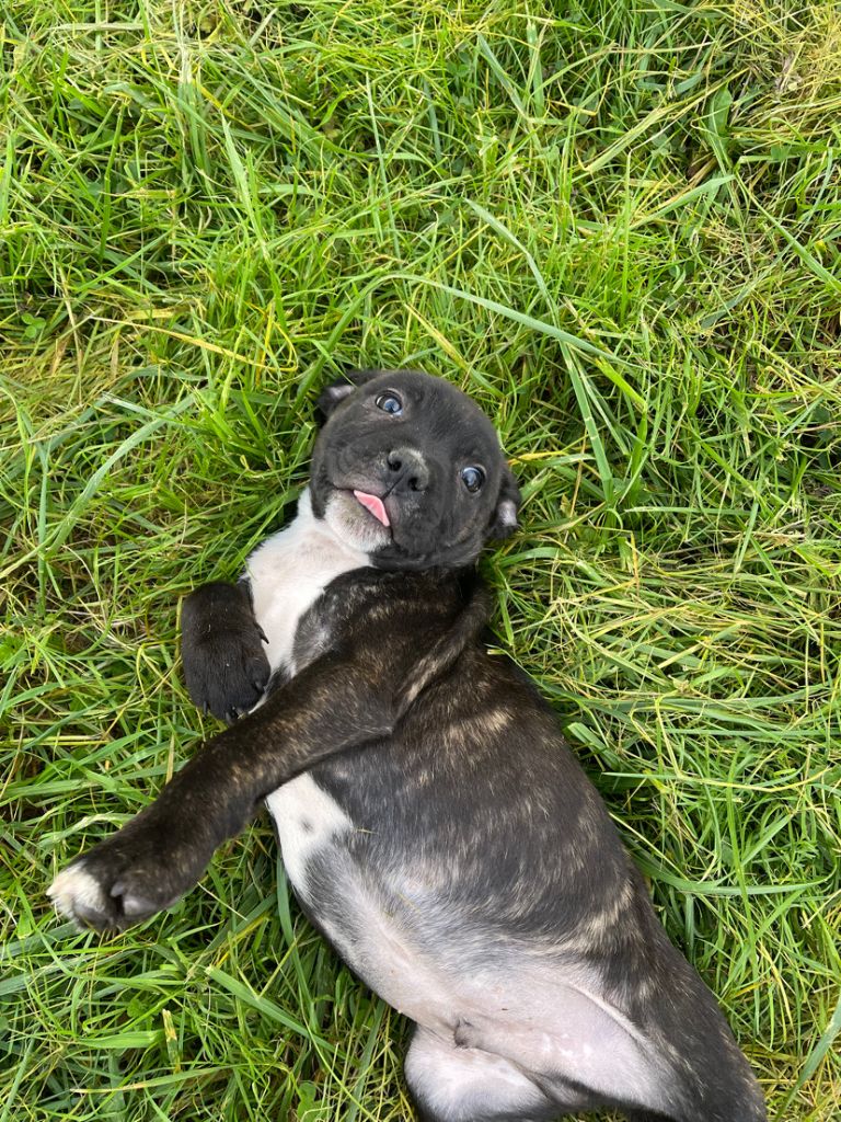 du royaume de nati - Chiot disponible  - Staffordshire Bull Terrier