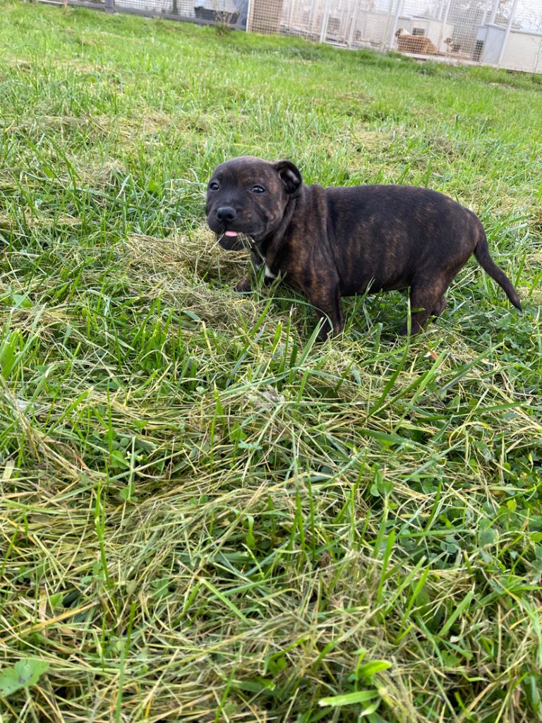 du royaume de nati - Chiot disponible  - Staffordshire Bull Terrier