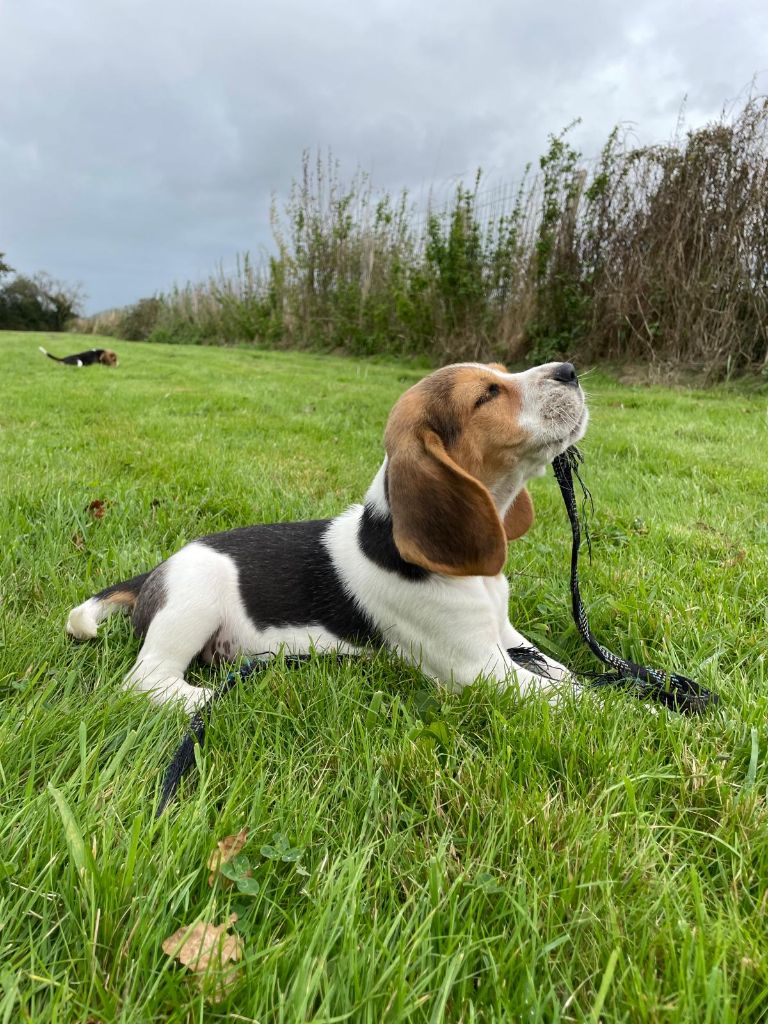 du royaume de nati - Chiot disponible  - Beagle