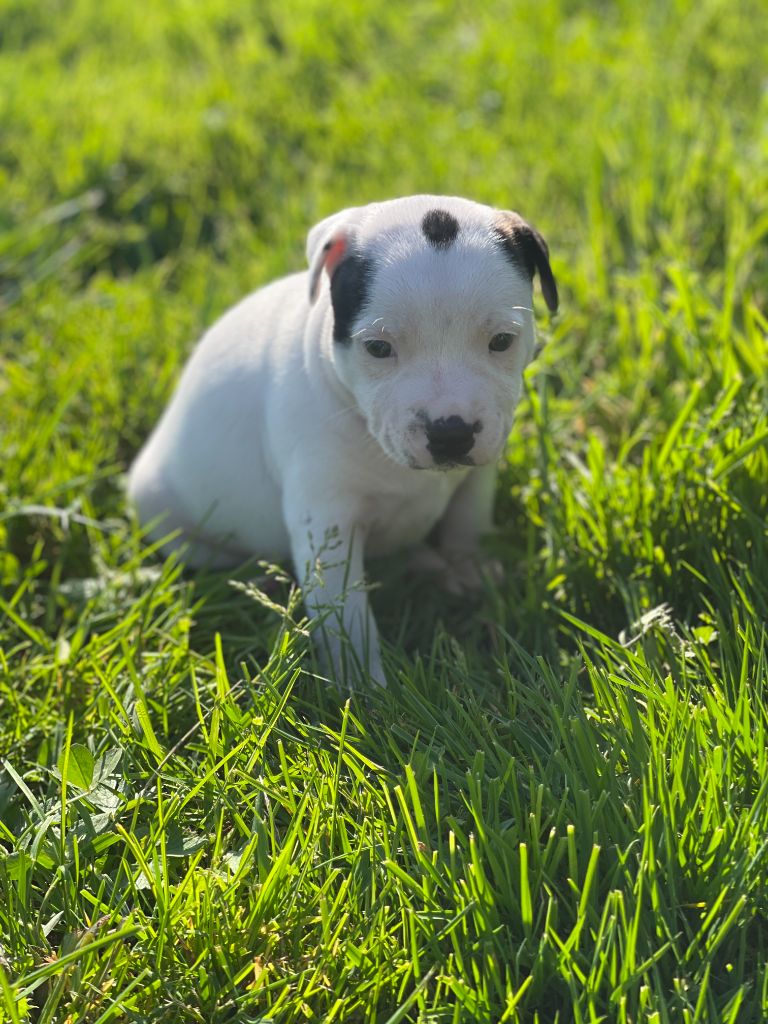 du royaume de nati - Chiots disponibles - Staffordshire Bull Terrier