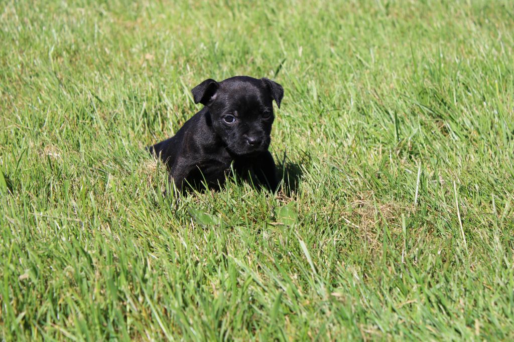 CHIOT 4