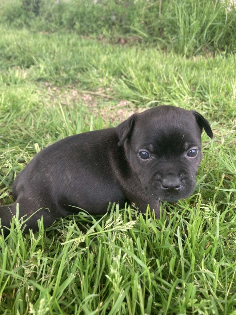 du royaume de nati - Chiots disponibles - Staffordshire Bull Terrier