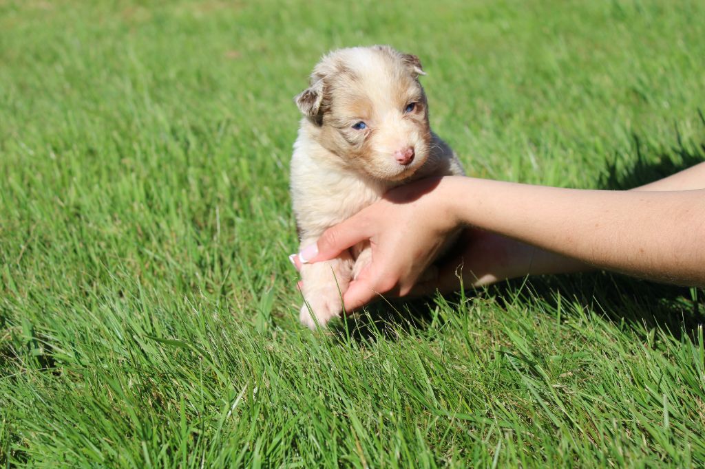 du royaume de nati - Chiots disponibles - Berger Australien