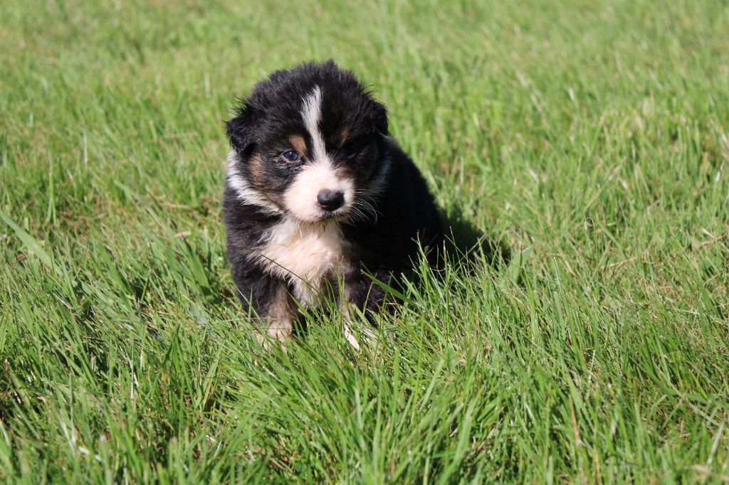 du royaume de nati - Chiots disponibles - Berger Australien