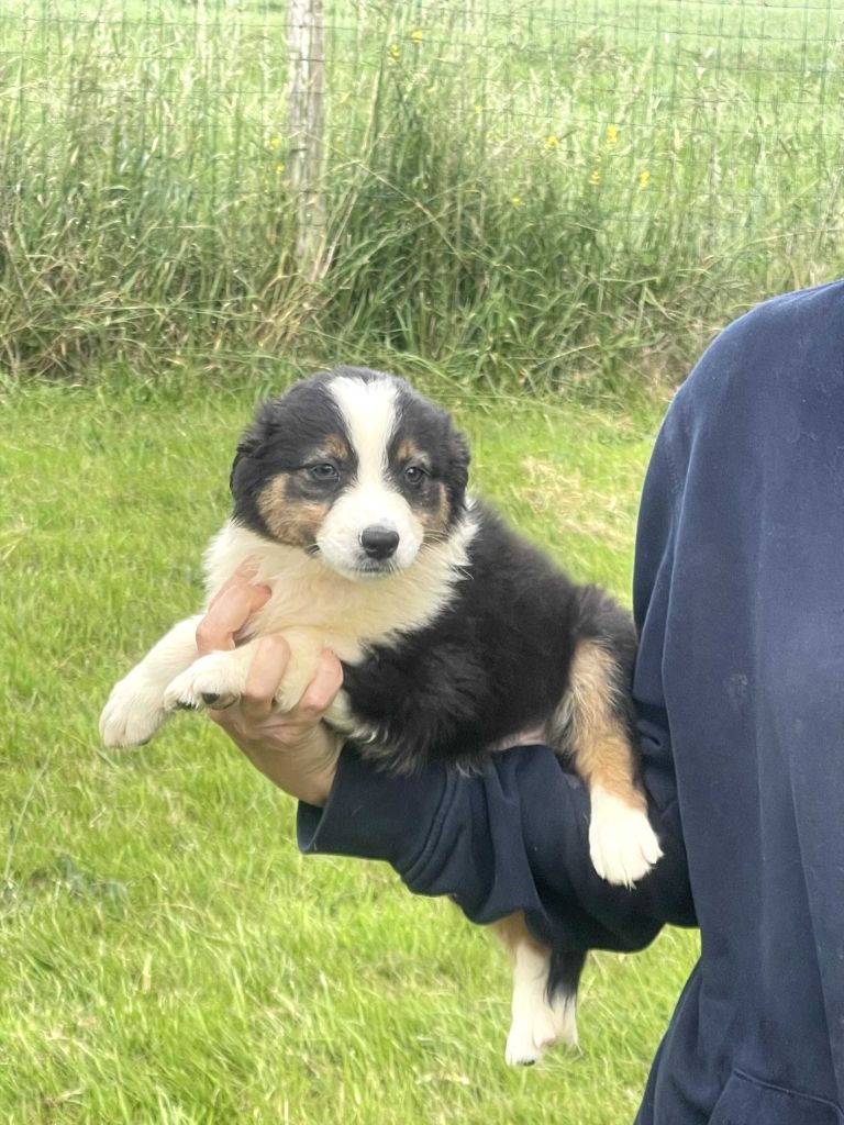 du royaume de nati - Chiots disponibles - Berger Australien