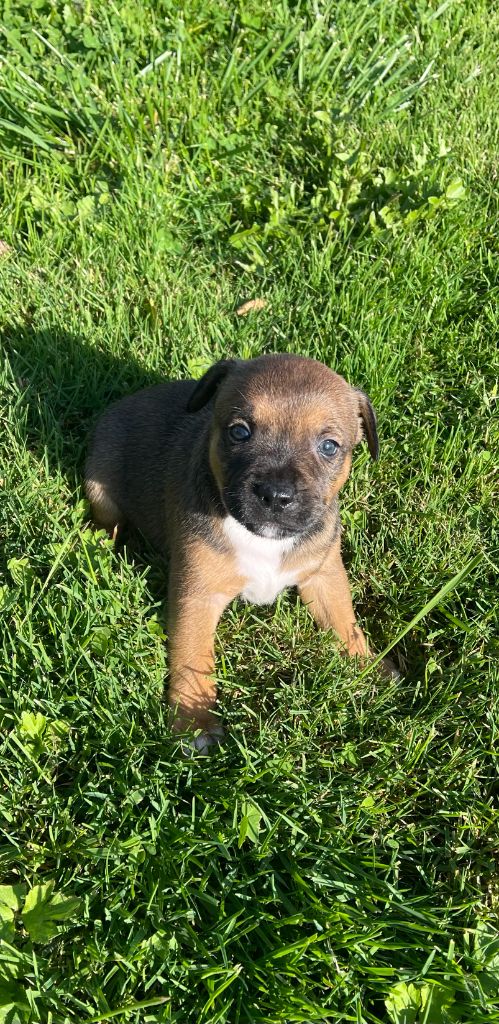 du royaume de nati - Chiots disponibles - Staffordshire Bull Terrier