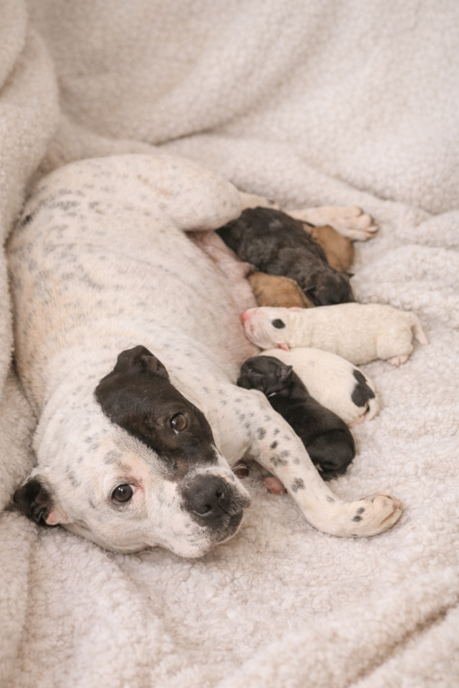du royaume de nati - Staffordshire Bull Terrier - Portée née le 08/02/2026