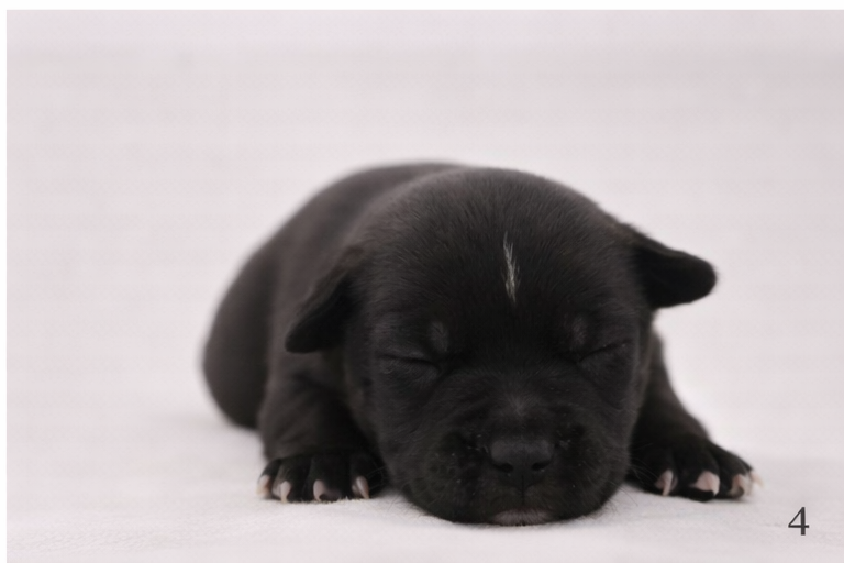 du royaume de nati - Chiots disponibles - Staffordshire Bull Terrier