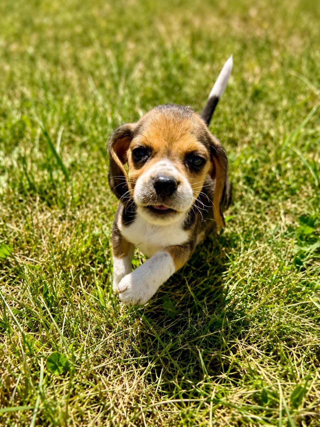 du royaume de nati - Chiots disponibles - Beagle