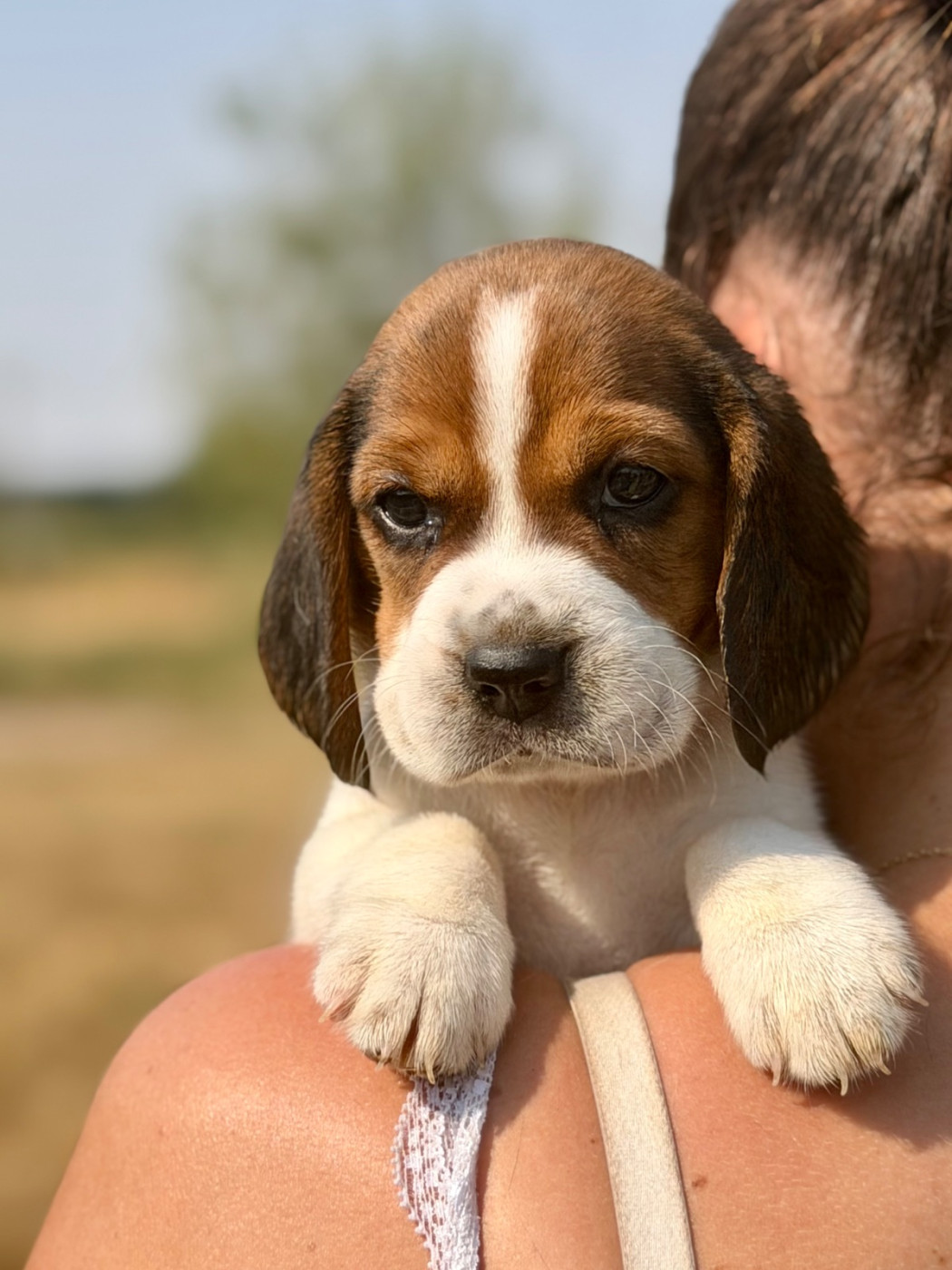 du royaume de nati - Chiots disponibles - Beagle