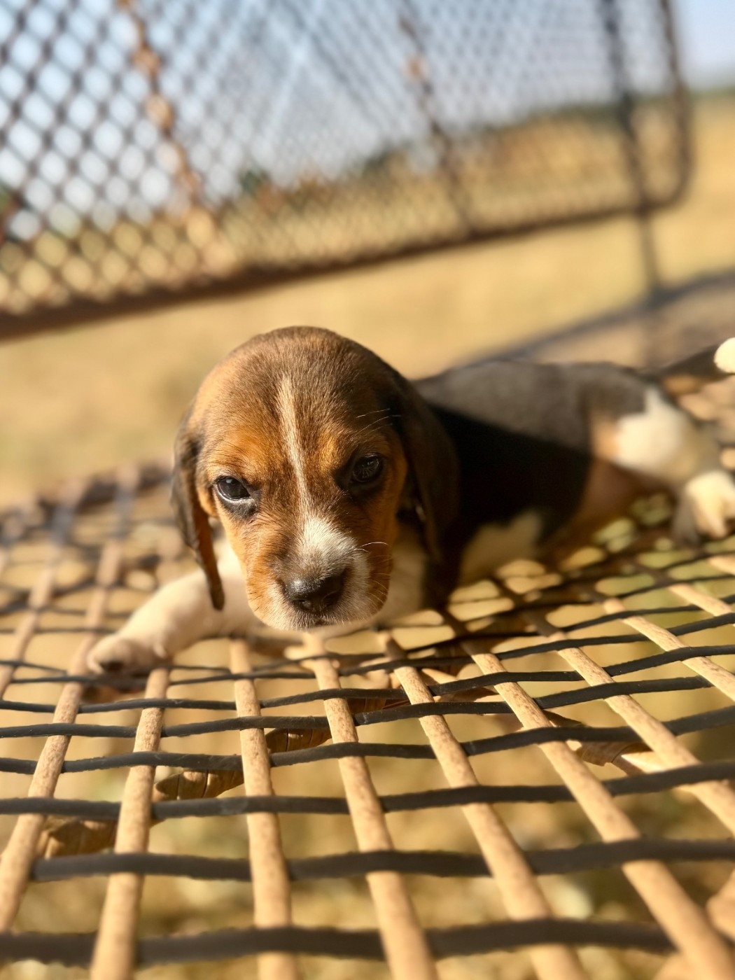 du royaume de nati - Chiots disponibles - Beagle