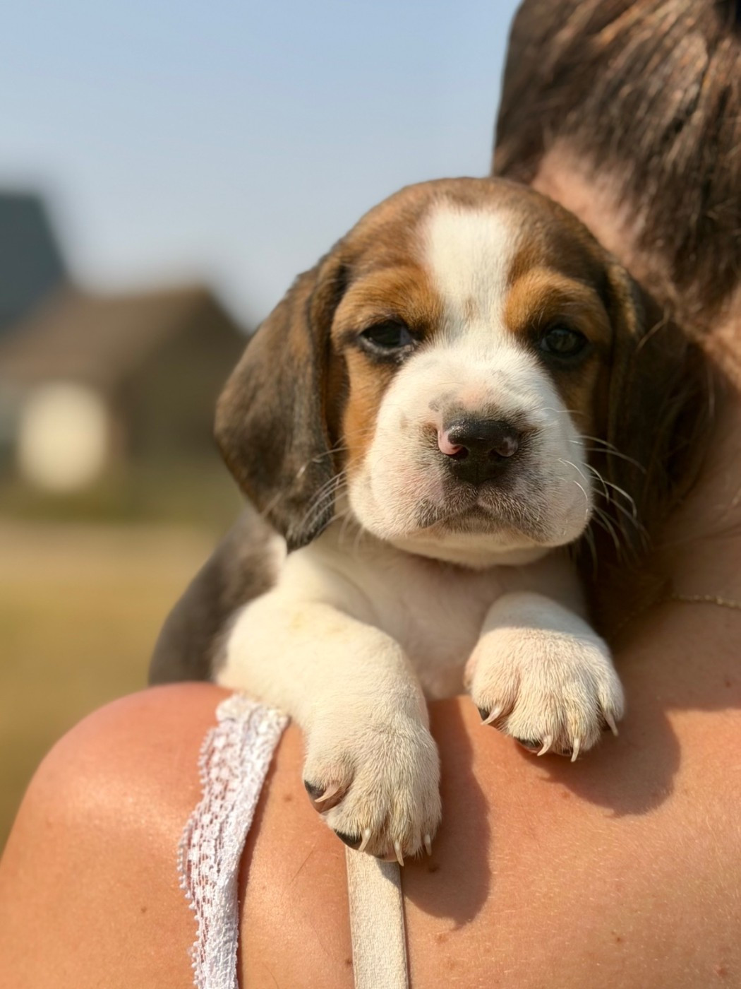 du royaume de nati - Chiots disponibles - Beagle