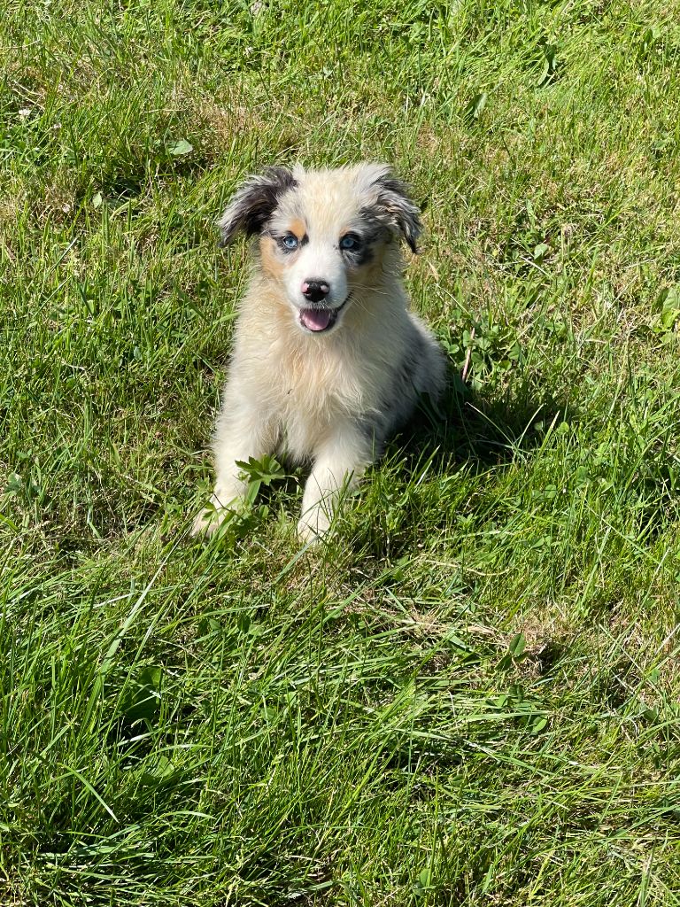 du royaume de nati - Chiots disponibles - Berger Australien
