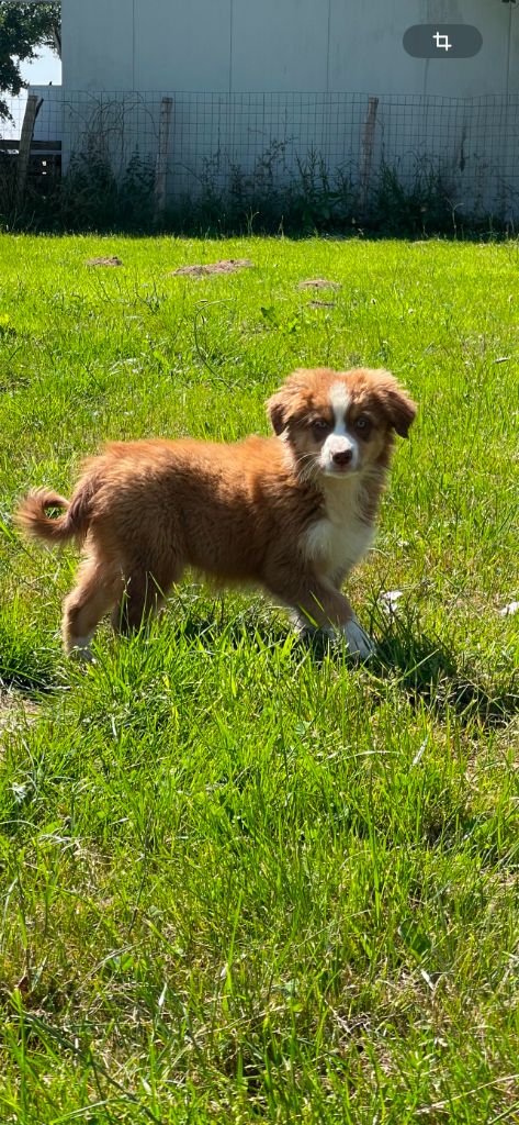 du royaume de nati - Chiots disponibles - Berger Australien