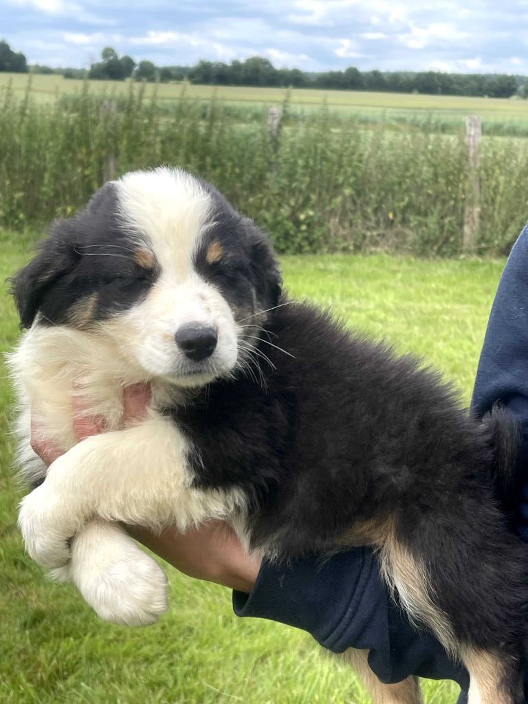 du royaume de nati - Chiots disponibles - Berger Australien