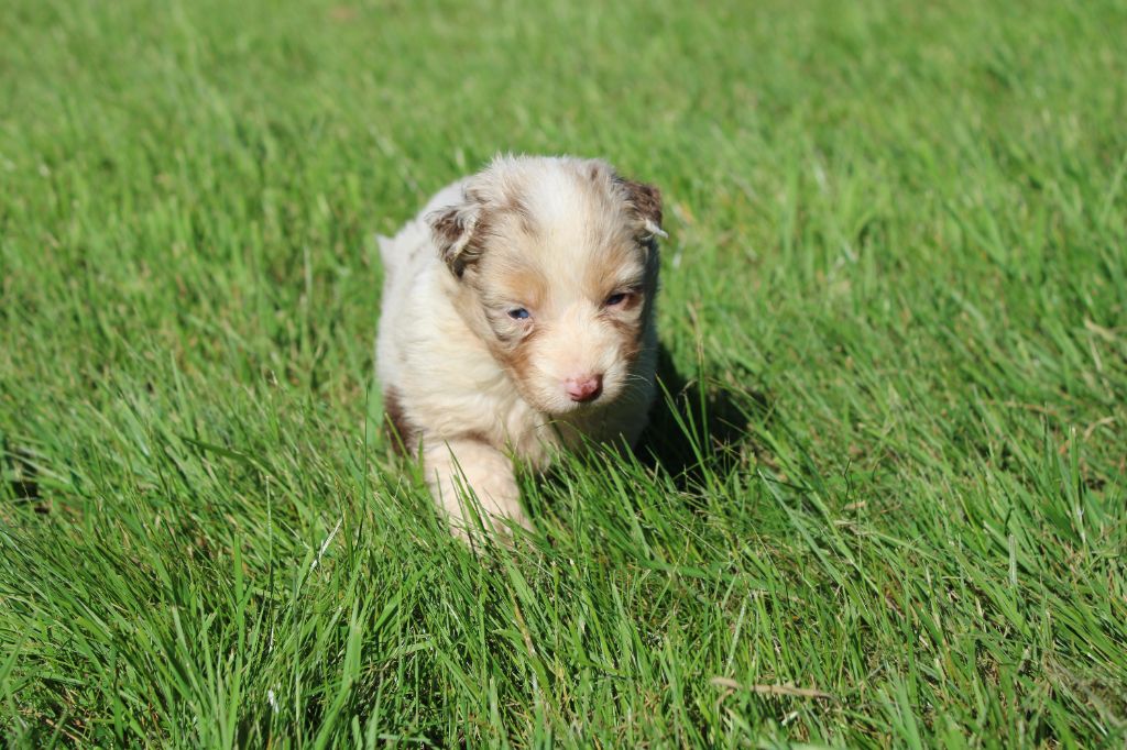 du royaume de nati - Chiots disponibles - Berger Australien
