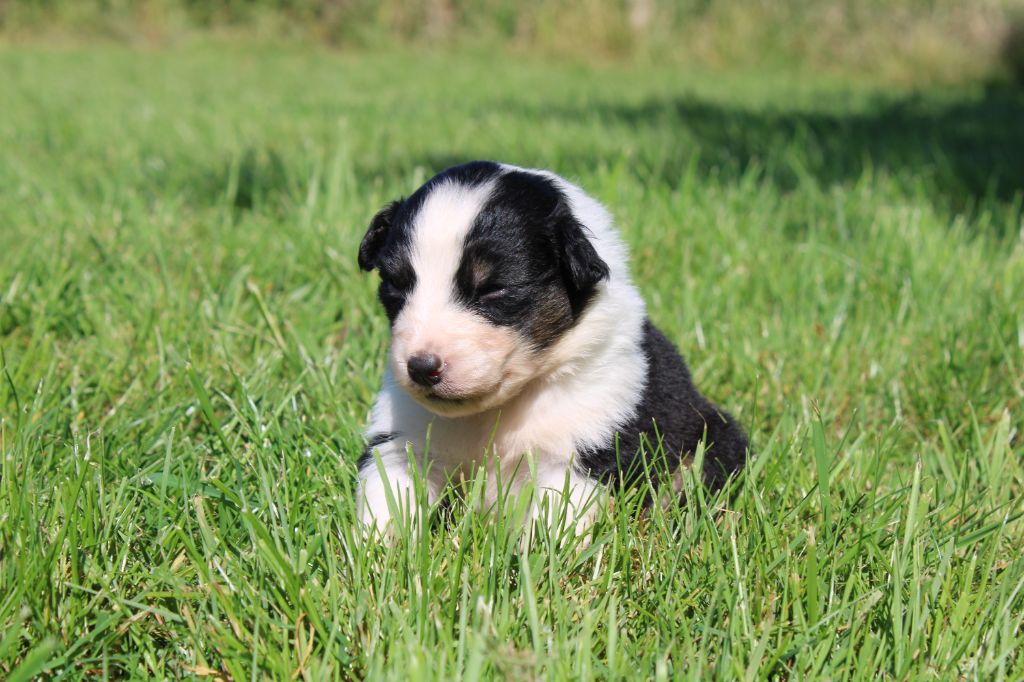 du royaume de nati - Chiots disponibles - Berger Australien
