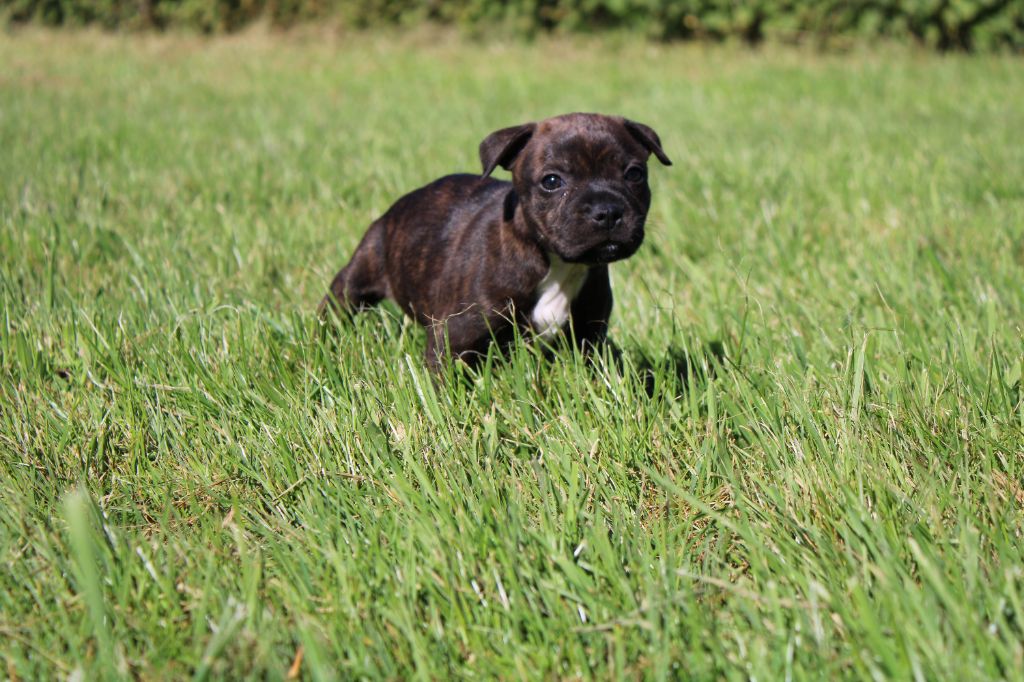 du royaume de nati - Chiots disponibles - Staffordshire Bull Terrier