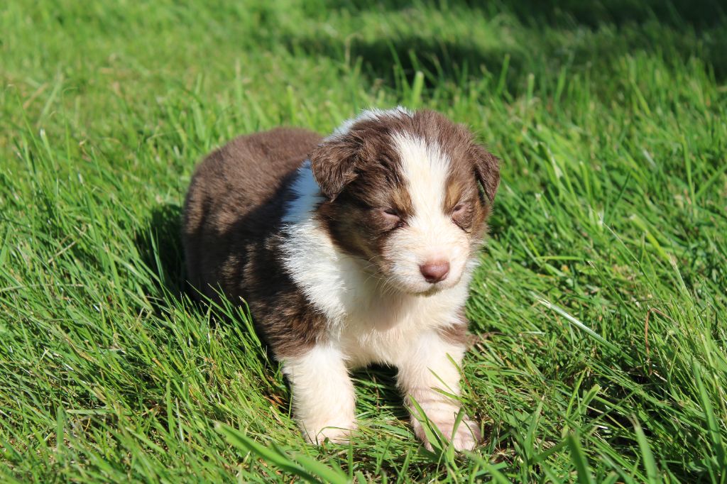 du royaume de nati - Chiots disponibles - Berger Australien