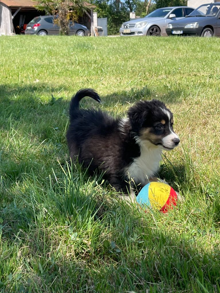 du royaume de nati - Chiots disponibles - Berger Australien
