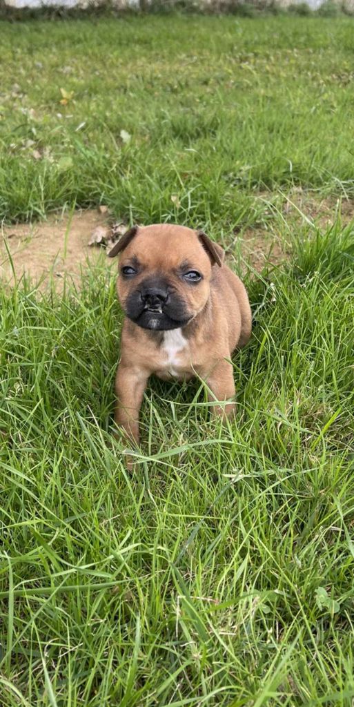 du royaume de nati - Chiots disponibles - Staffordshire Bull Terrier