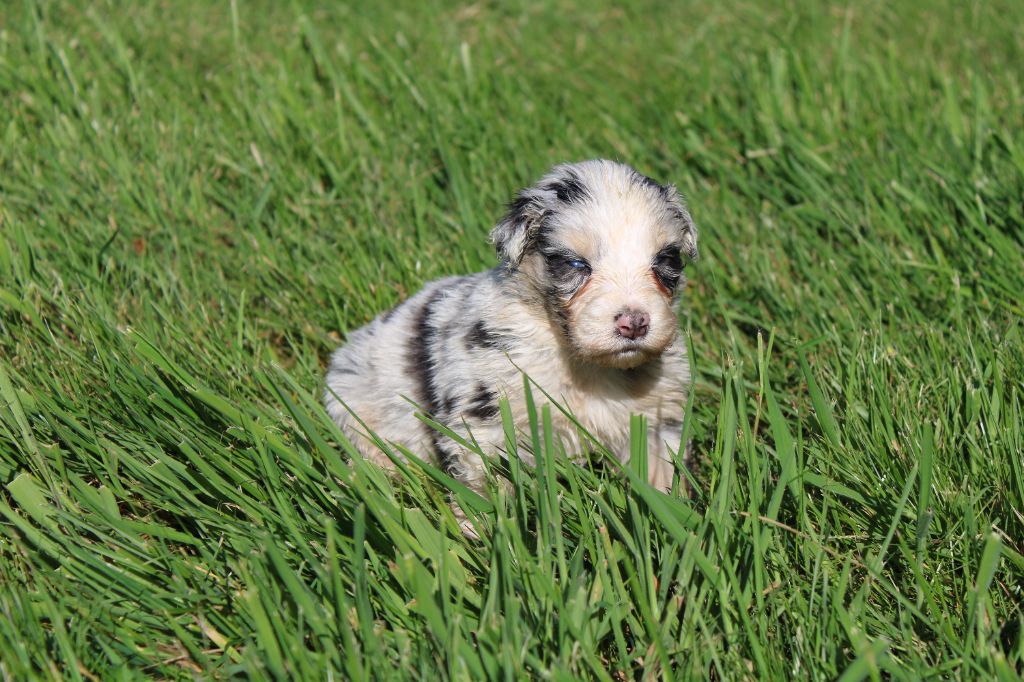 du royaume de nati - Chiots disponibles - Berger Australien