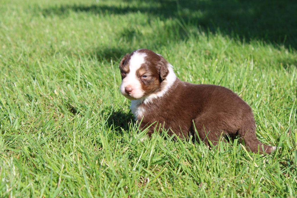 du royaume de nati - Chiots disponibles - Berger Australien