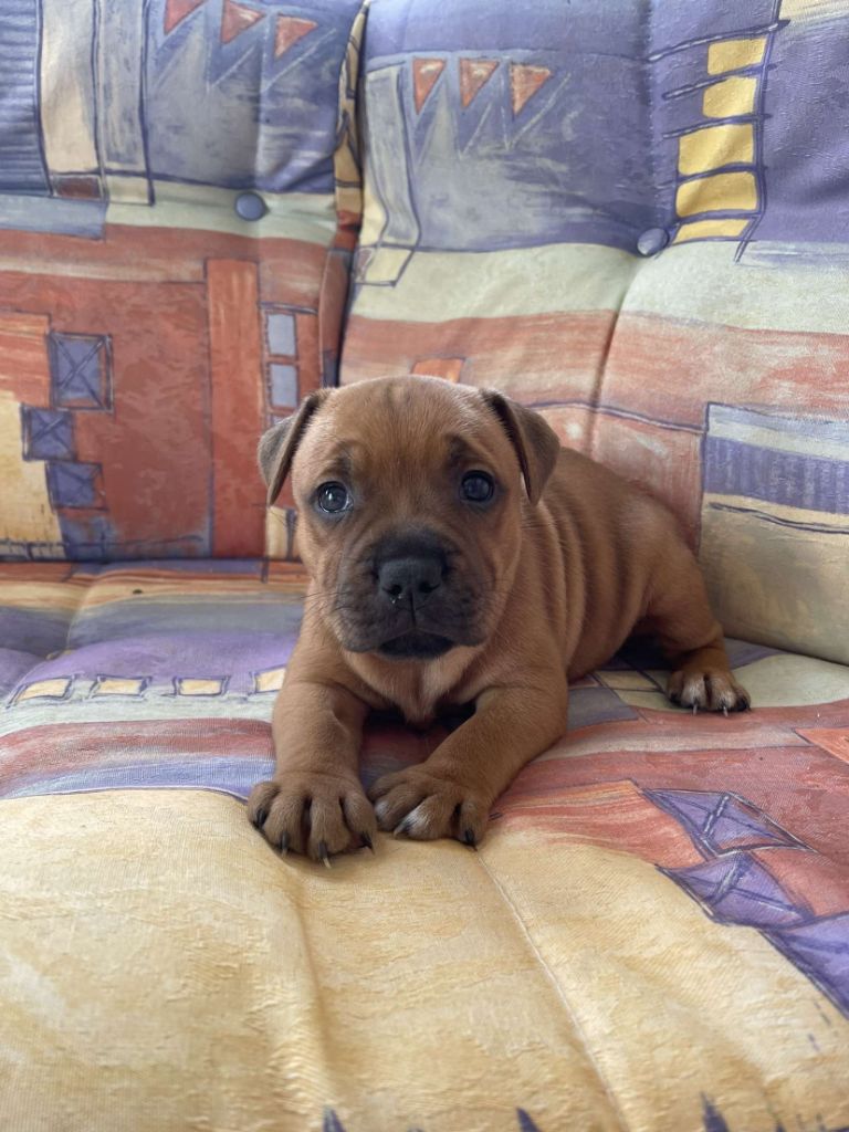 du royaume de nati - Chiots disponibles - Staffordshire Bull Terrier