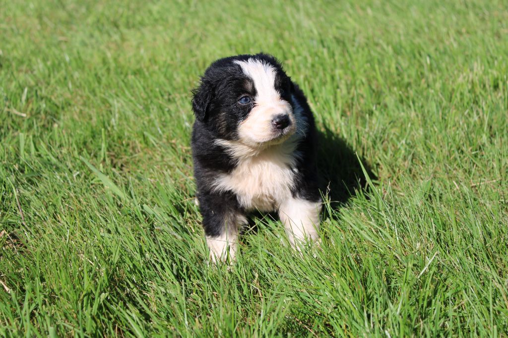 du royaume de nati - Chiots disponibles - Berger Australien