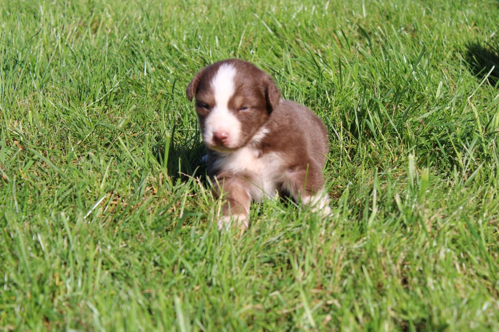 du royaume de nati - Chiots disponibles - Berger Australien