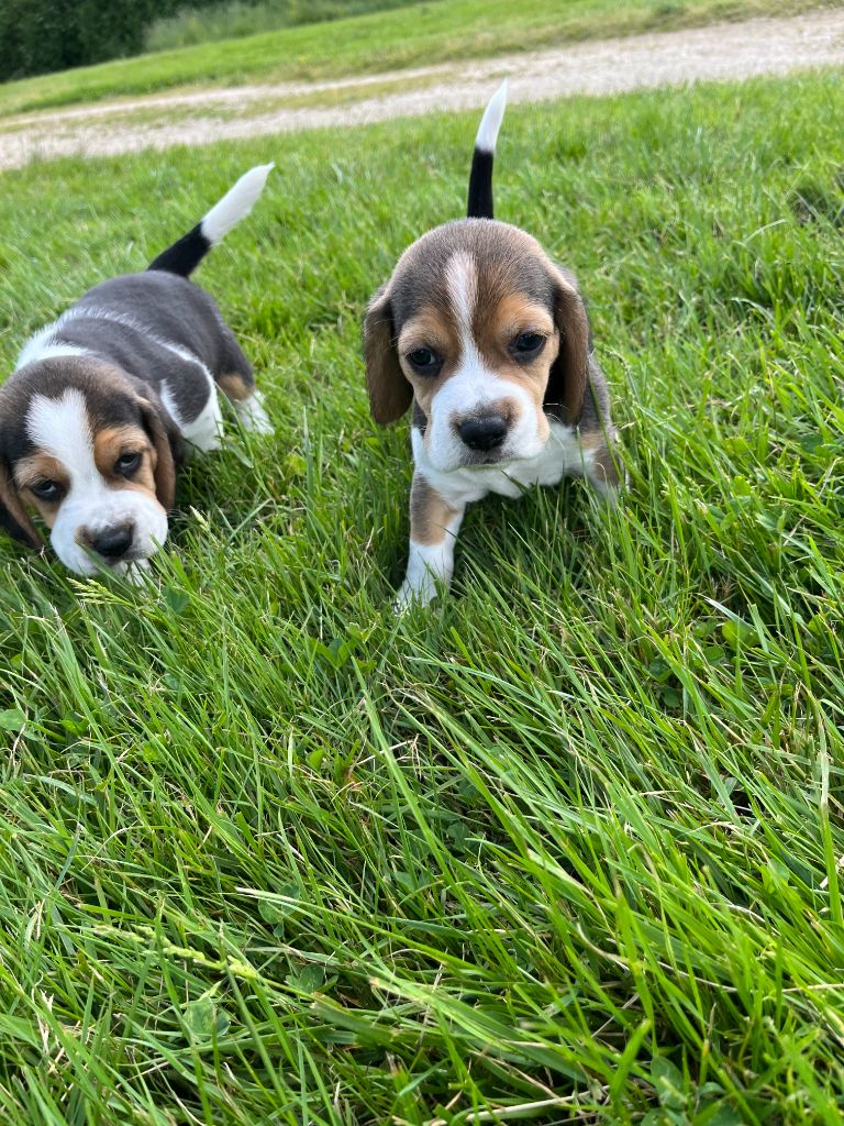 du royaume de nati - Chiots disponibles - Beagle