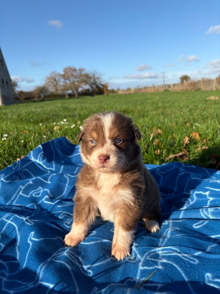 du royaume de nati - Chiots disponibles - Berger Australien