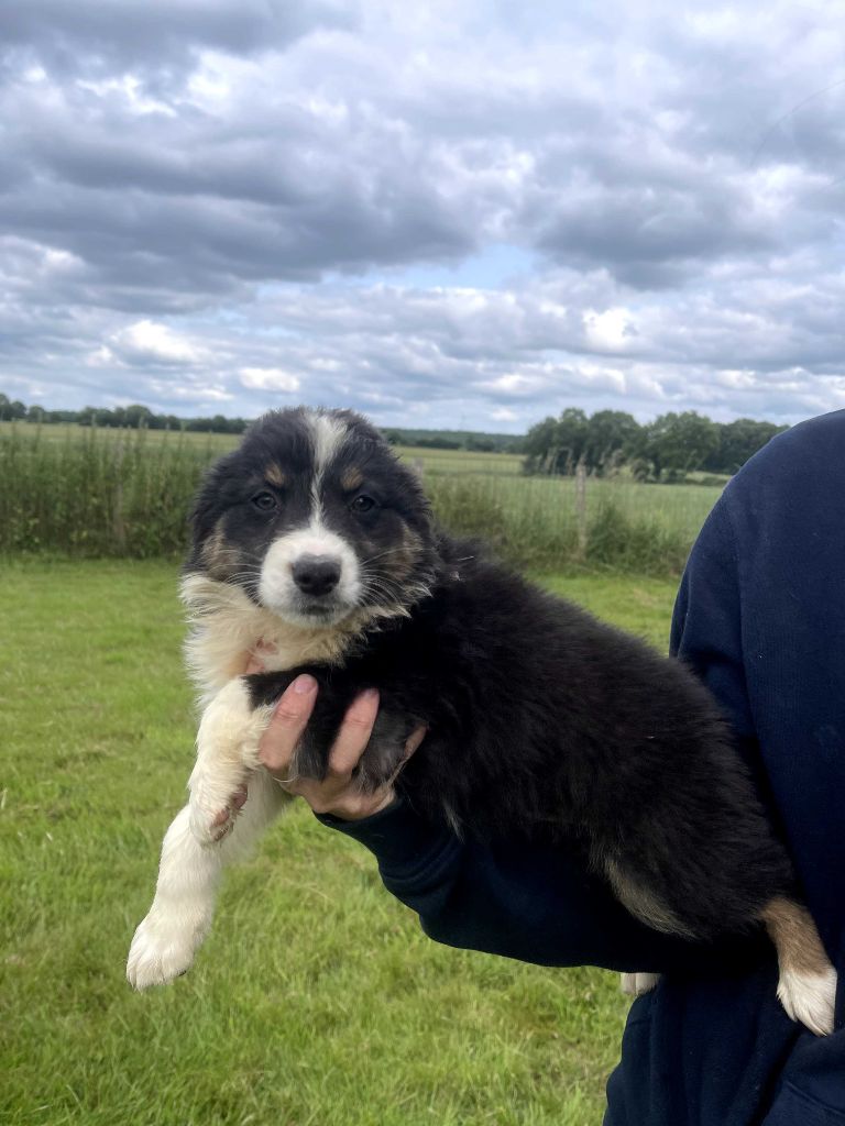 du royaume de nati - Chiots disponibles - Berger Australien