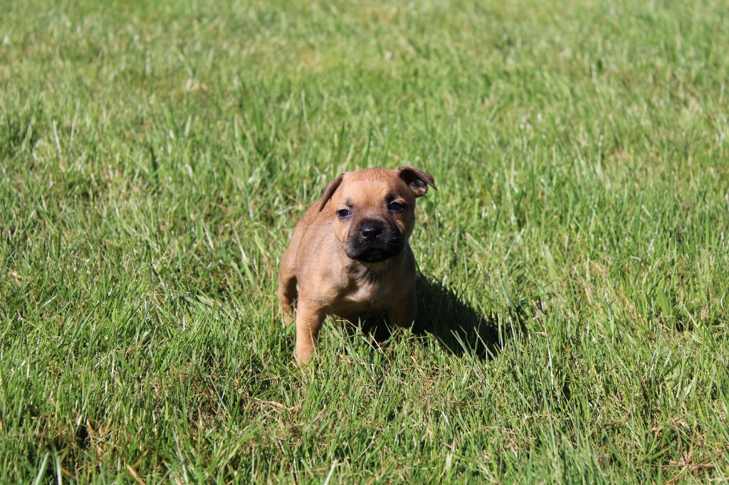 du royaume de nati - Chiots disponibles - Staffordshire Bull Terrier